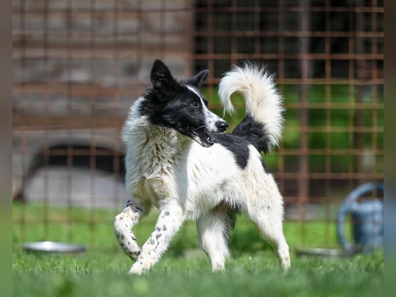 Pluto sucht ein Zuhause