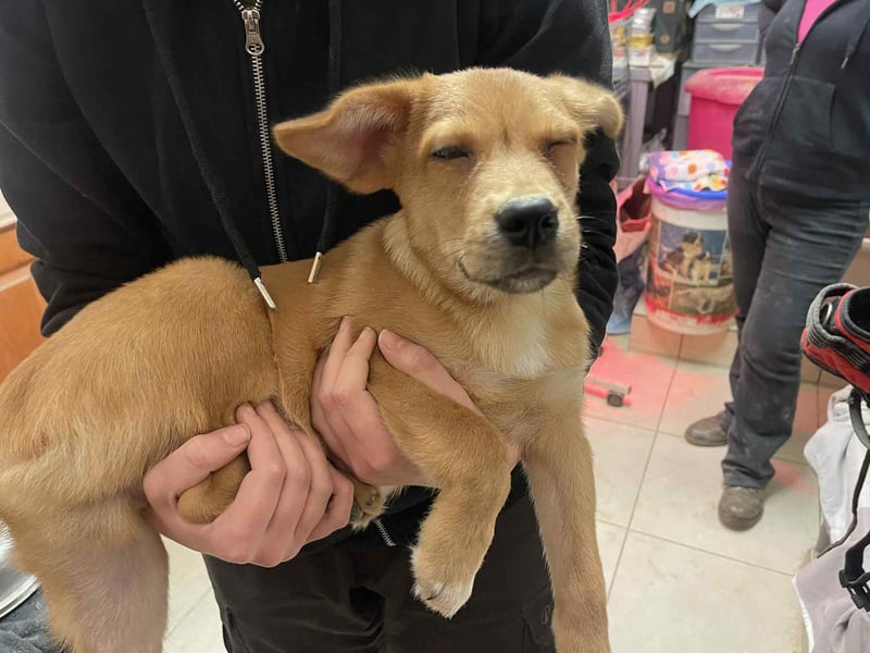 Yoda sucht seine eigene Familie