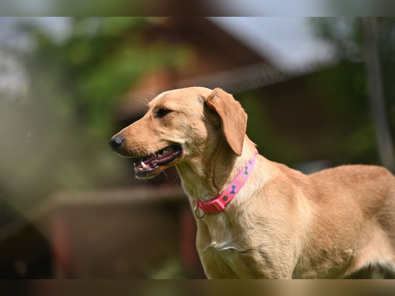 Ruby - junge Mischlingshündin sucht aktives und liebevolles Zuhause