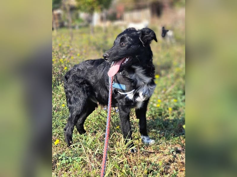 Lupo sucht ein liebevolles Zuhause