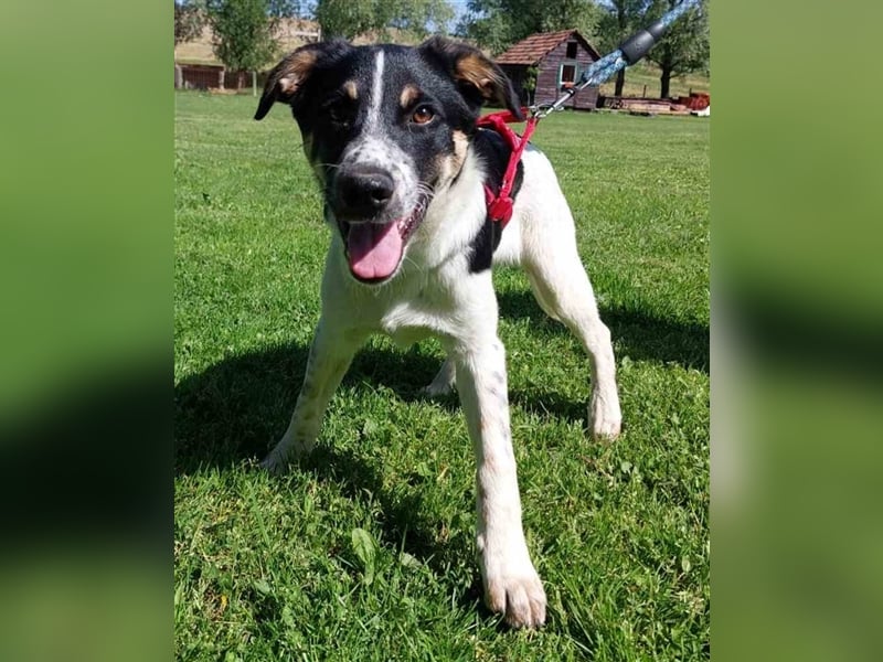 Lisa sucht ein Zuhause