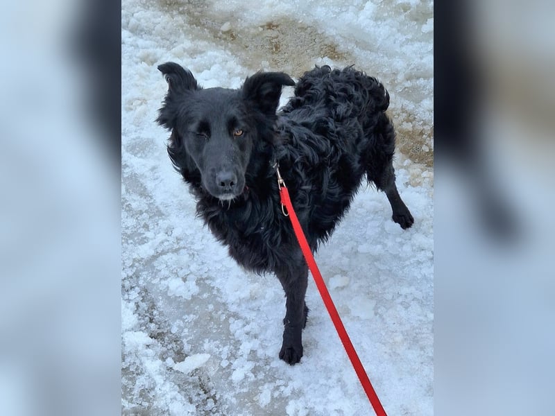 Tom - kluger Junghund möchte Teil einer Familie werden