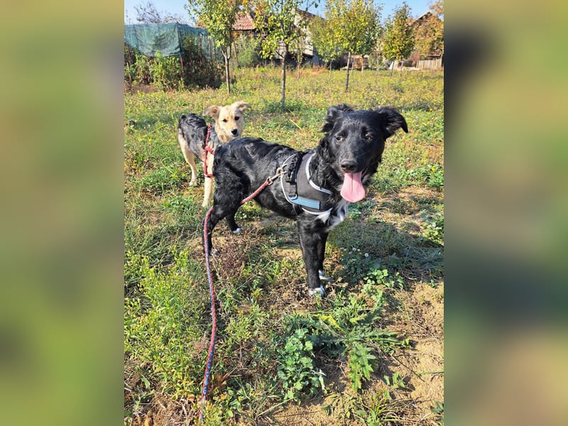 Lupo sucht ein liebevolles Zuhause