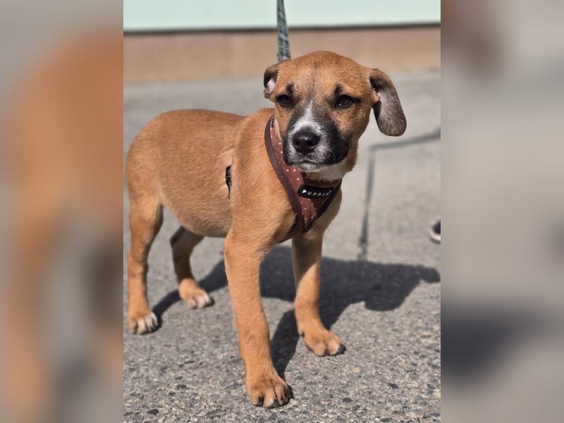Tila, bildhübsches, verspieltes Hundebaby