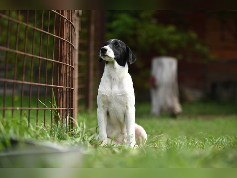 Domino sucht ein Zuhause
