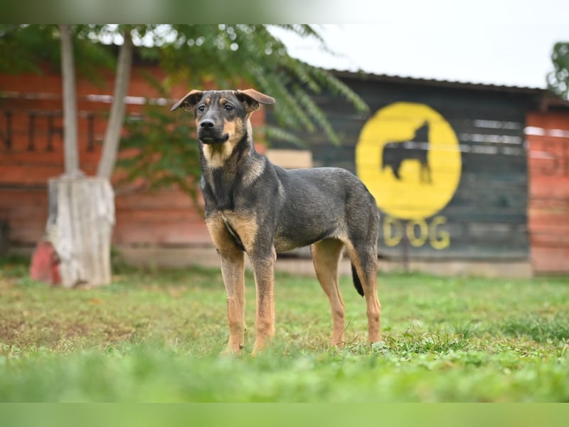 Willow - Zarte Seele sucht ein liebevolles Zuhause