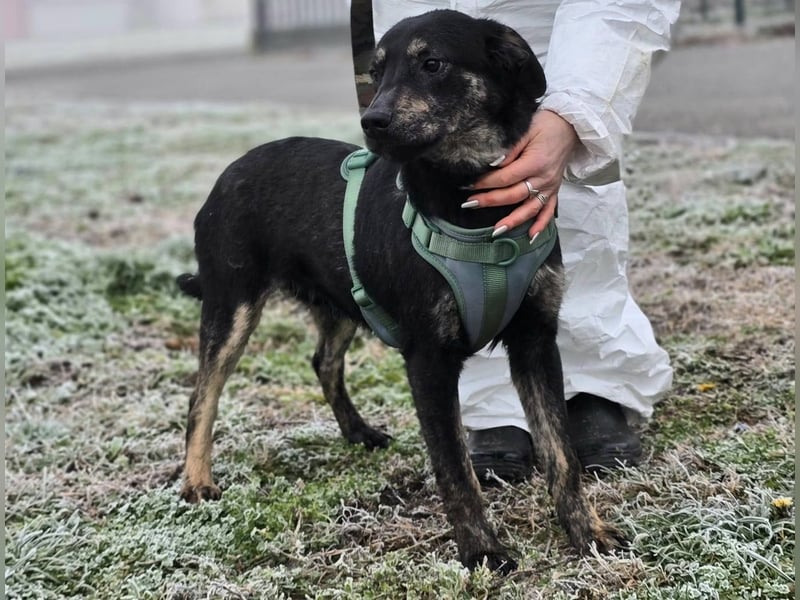 Daris sucht ein Zuhause