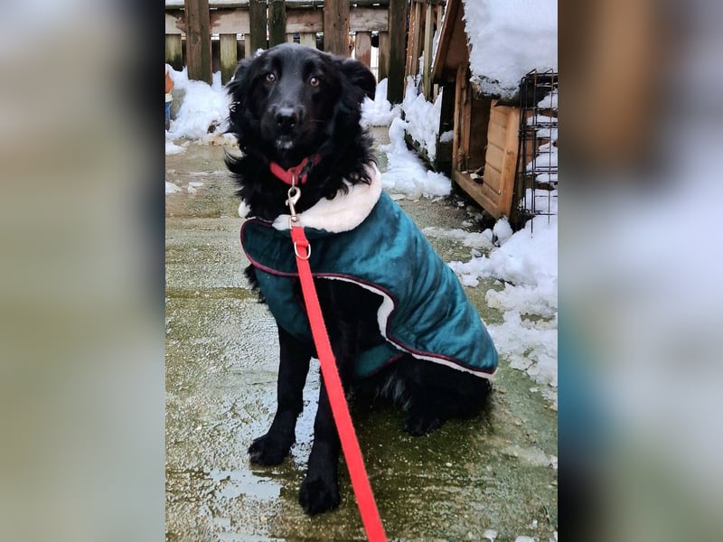 Tom - kluger Junghund möchte Teil einer Familie werden