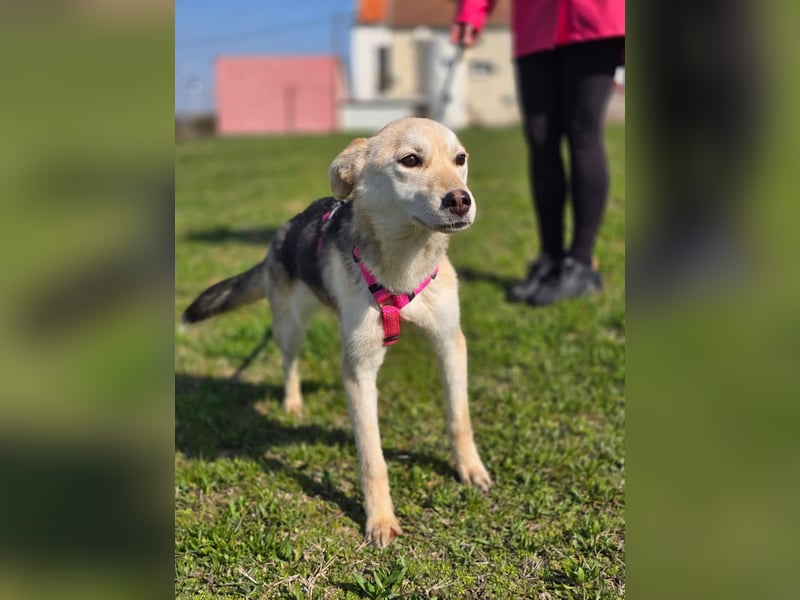 KORAL - liebevolle und aktive Hündin sucht ihr Zuhause