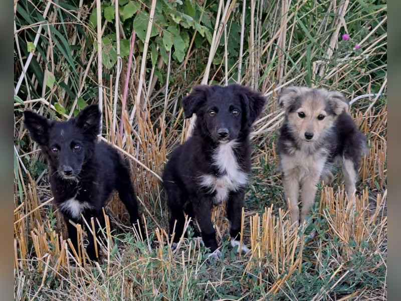 Lupo sucht ein liebevolles Zuhause