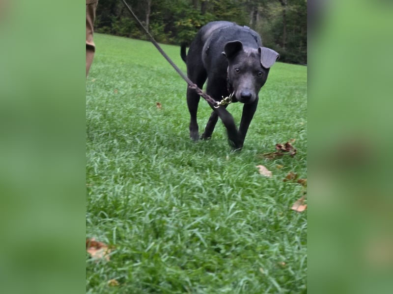 Martini - ein Herzenshund sucht sein für-immer-Zuhause