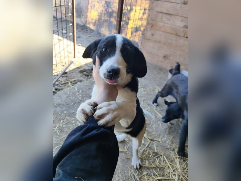 Mimi, kleines Hundemädchen auf der Suche nach seinen Zuhause