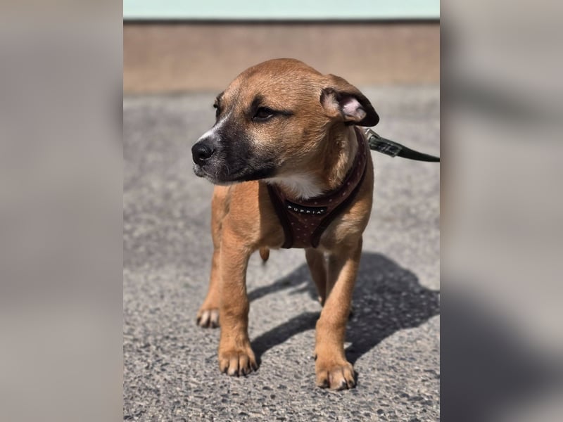 Tila, bildhübsches, verspieltes Hundebaby