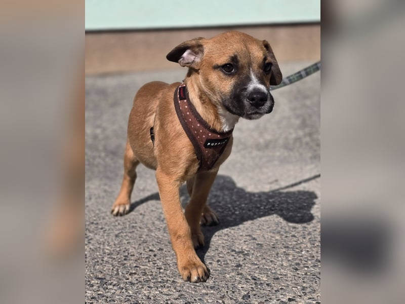Tila, bildhübsches, verspieltes Hundebaby