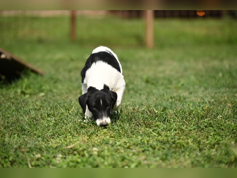 Domino sucht ein Zuhause