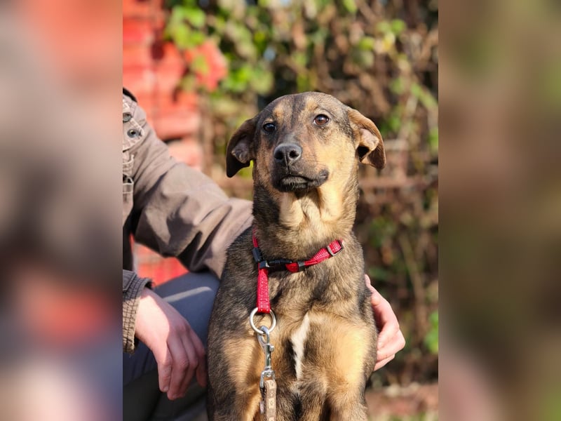 Willow - Zarte Seele sucht ein liebevolles Zuhause