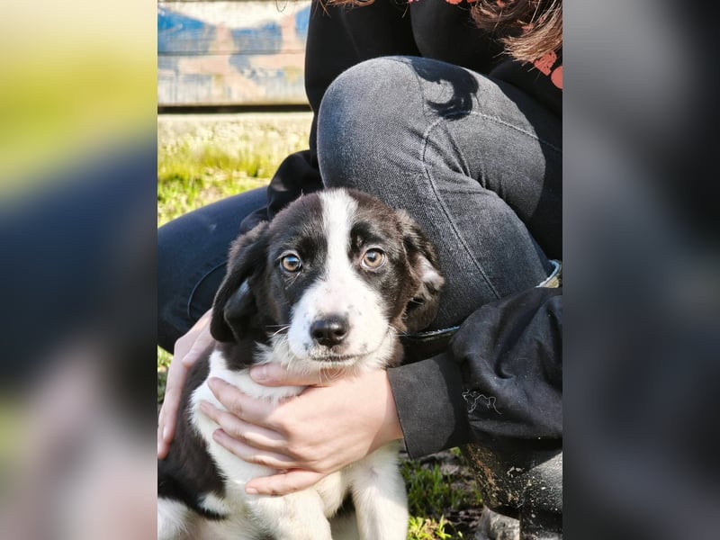 Mimi, kleines Hundemädchen auf der Suche nach seinen Zuhause