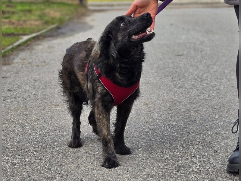 Kiki ucht ein Zuhause