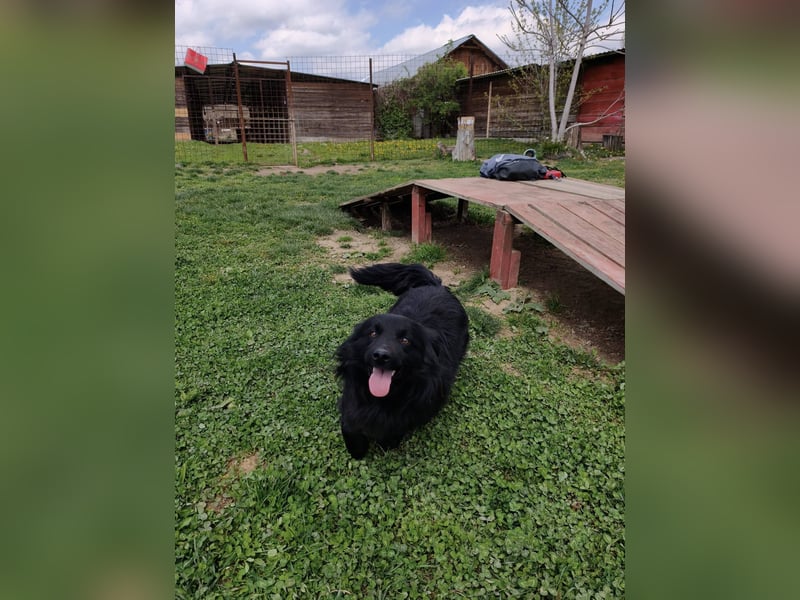 Blecky - freundlich und voller Lebensfreude