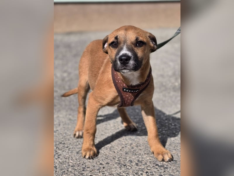 Tila, bildhübsches, verspieltes Hundebaby