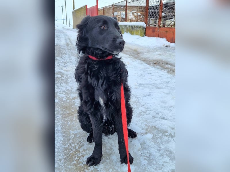 Tom - kluger Junghund möchte Teil einer Familie werden
