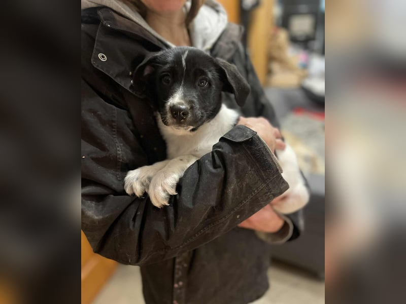 Iggy, kleiner Kämpfer mit großem Herz sucht sein Für-immer-Zuhause