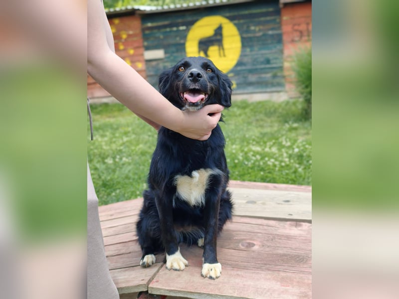 Dottie - Neugierige und freundliche Hündin sucht aktive Familie