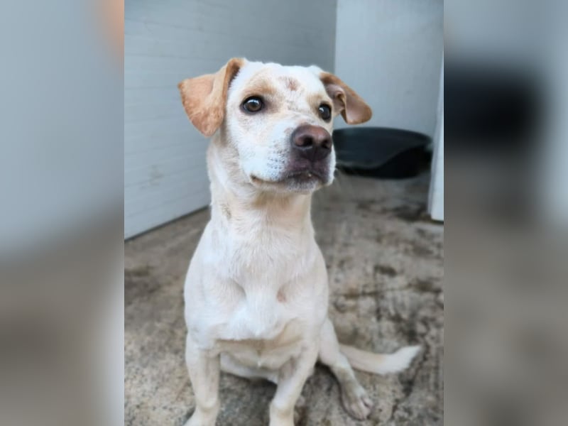 Aramis, charmant und intelligent