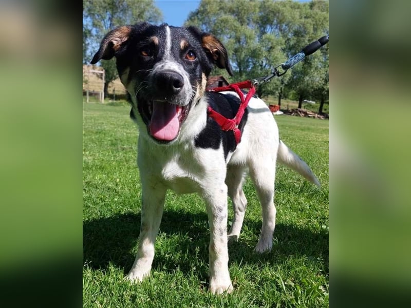 Lisa sucht ein Zuhause