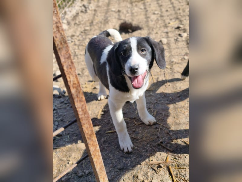 Mimi, kleines Hundemädchen auf der Suche nach seinen Zuhause