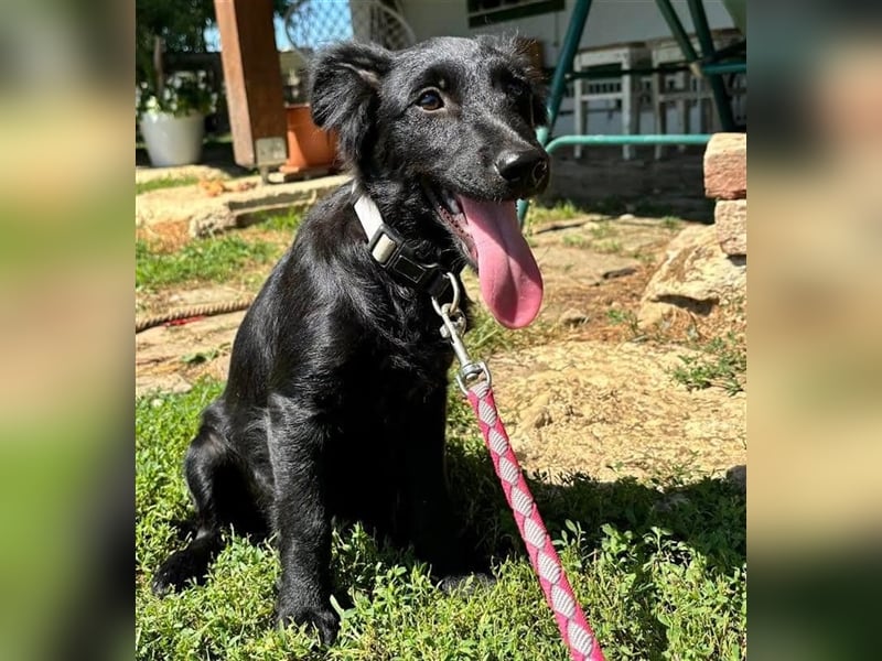 Bailey sucht ein Zuhause