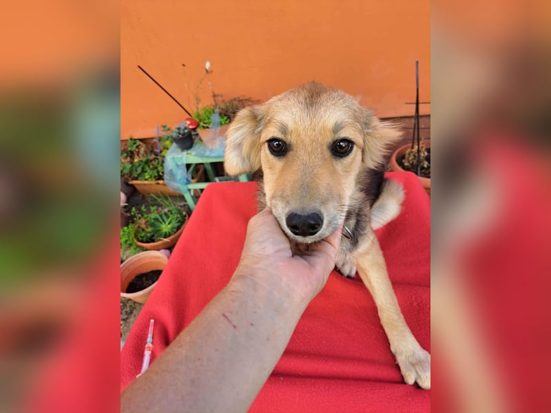 Naya - junge Hündin sucht ein dauerhaftes Zuhause