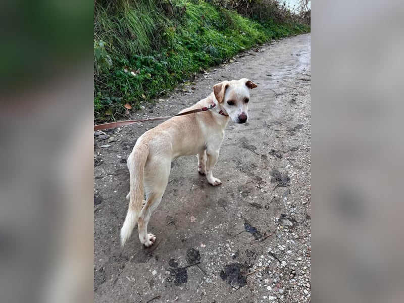 Aramis, charmant und intelligent