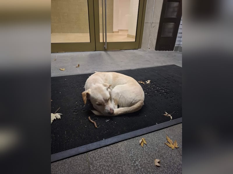 Aramis, charmant und intelligent