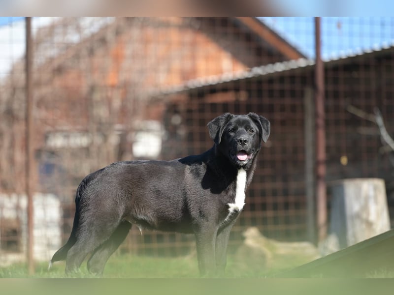 Scooby - fröhlicher kleiner Herzensbrecher sucht sein Zuhause