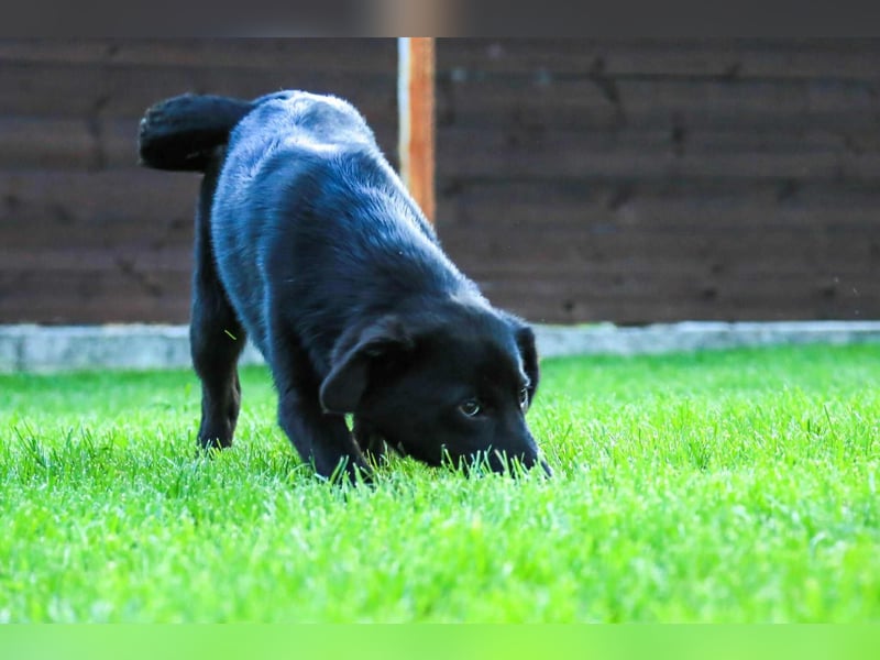 Kian sucht ein Zuhause