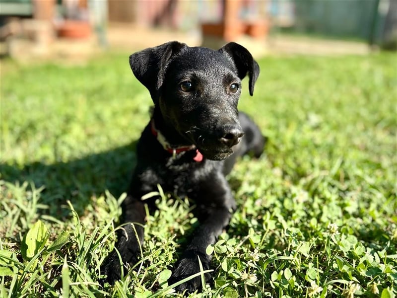 Nova, kleines Hundemädchen sucht ein Zuhause