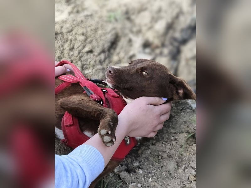 Astra - Sanfte und sehr freundliche Hündin sucht ihr Für-immer-Zuhause