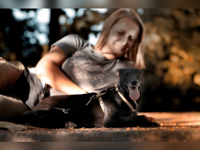 Ilse - intelligente, sportliche Hündin auf der Suche nach ihrer Familie