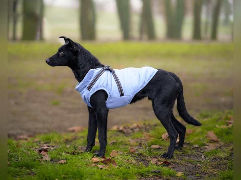 Aaron, aktiver Sonnenschein sucht sein Für-immer-Zuhause