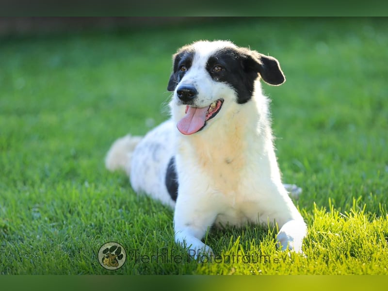 Alice liebe und soziale Hündin sucht ein Zuhause