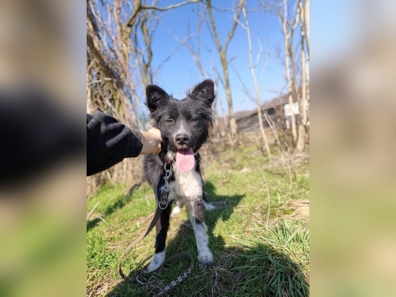 Kaya - Sanfte Seele sucht ihr Für-immer-Zuhause