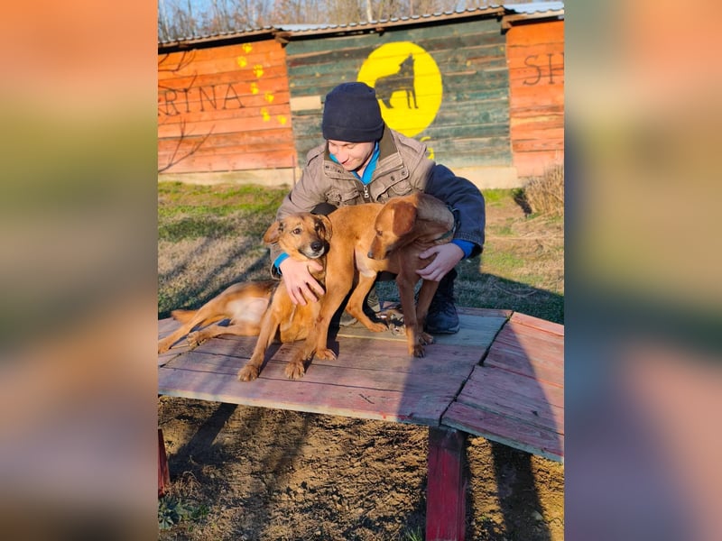 Cezar - ruhiger, freundlicher Begleiter sucht ein sicheres Zuhause