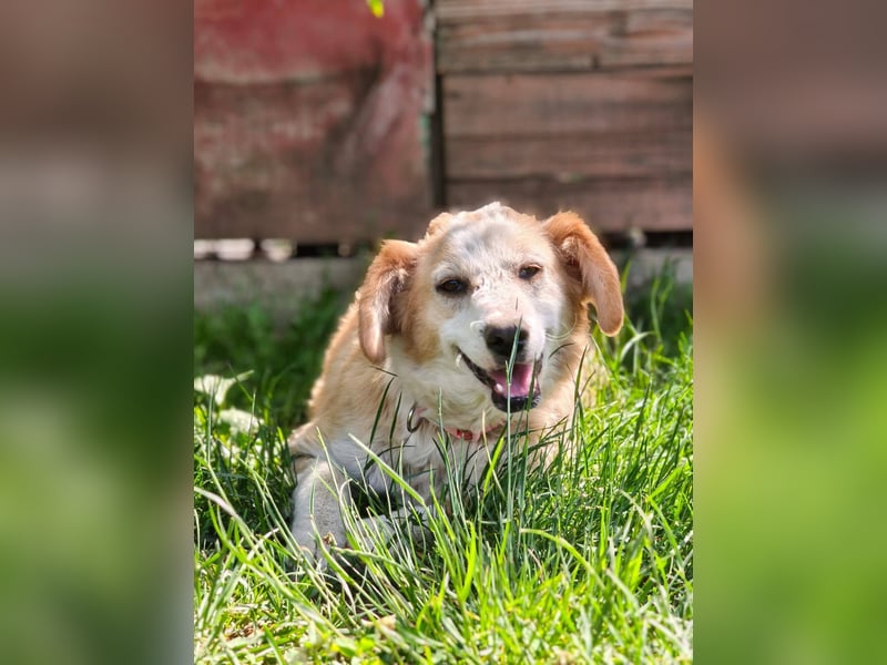 Nastia sucht ihr Für-immer-Zuhause