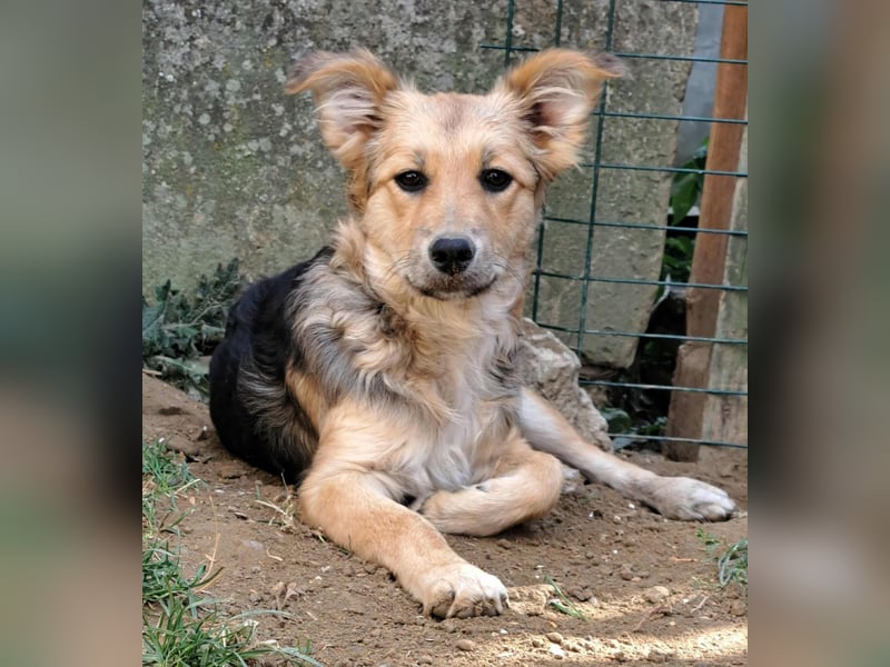 Naya - junge Hündin sucht ein dauerhaftes Zuhause
