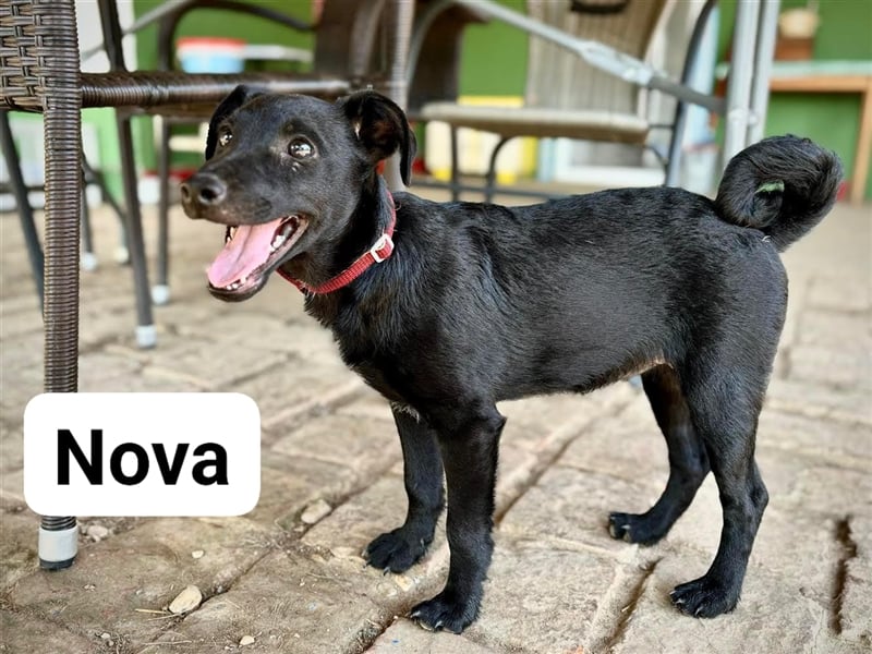 Nova, kleines Hundemädchen sucht ein Zuhause