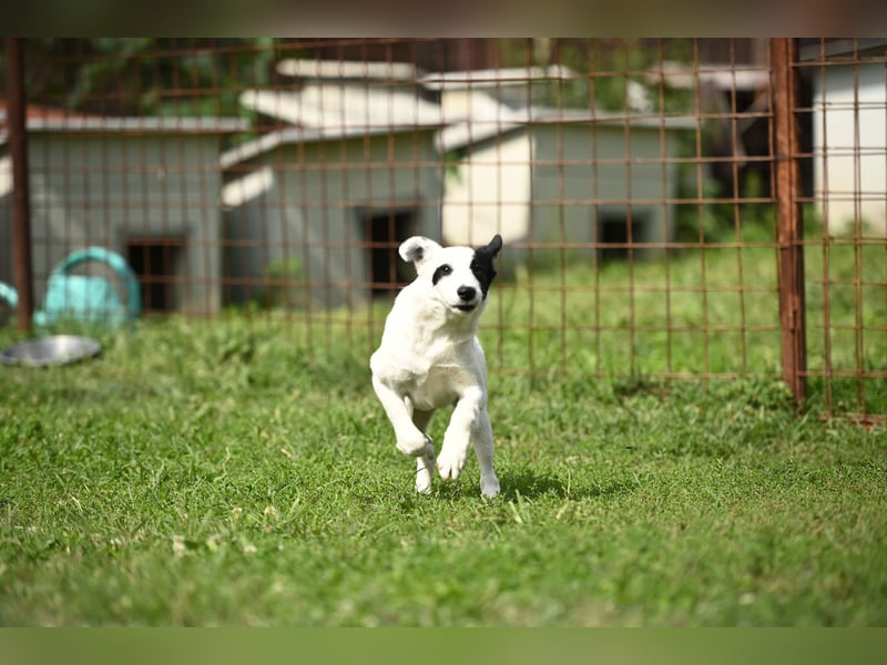 Nyra, ein kleiner Schatz, der auf sein Zuhause wartet