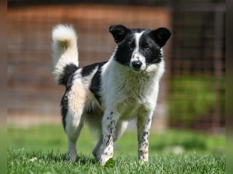 Pluto sucht ein Zuhause