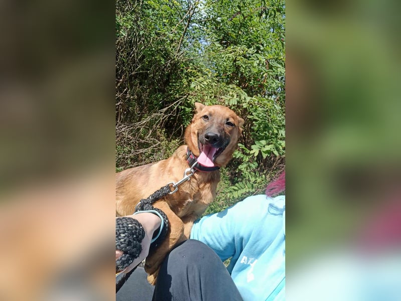 Molly - freundliche und ausgeglichene Mischlingshündin sucht ihr Zuhause