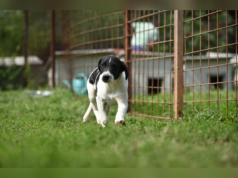 Domino sucht ein Zuhause